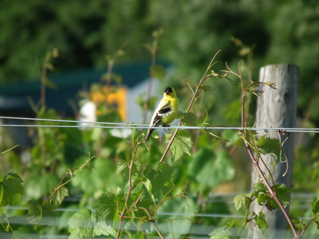 A goldfinch sitting on a wire in the vineyard during the summer at Prejean Winery