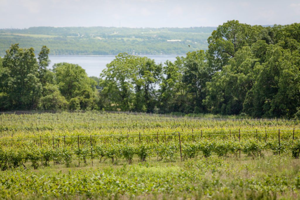 Vineyards and Seneca Lake in the background