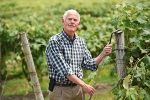 Gene Pierce in vineyard