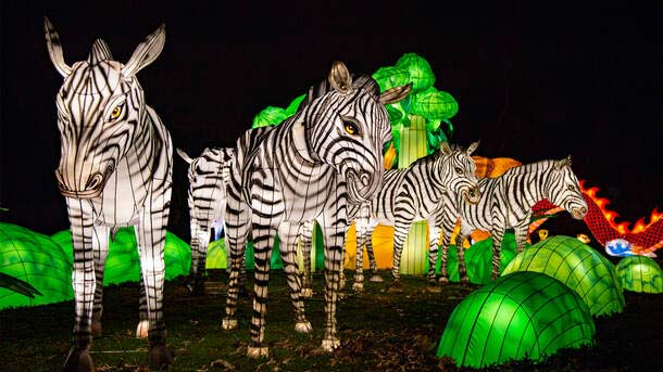 Chinese lantern zebra