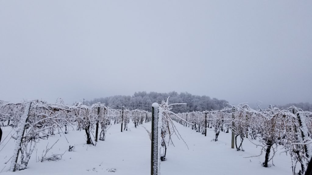 Winter in the vineyards
