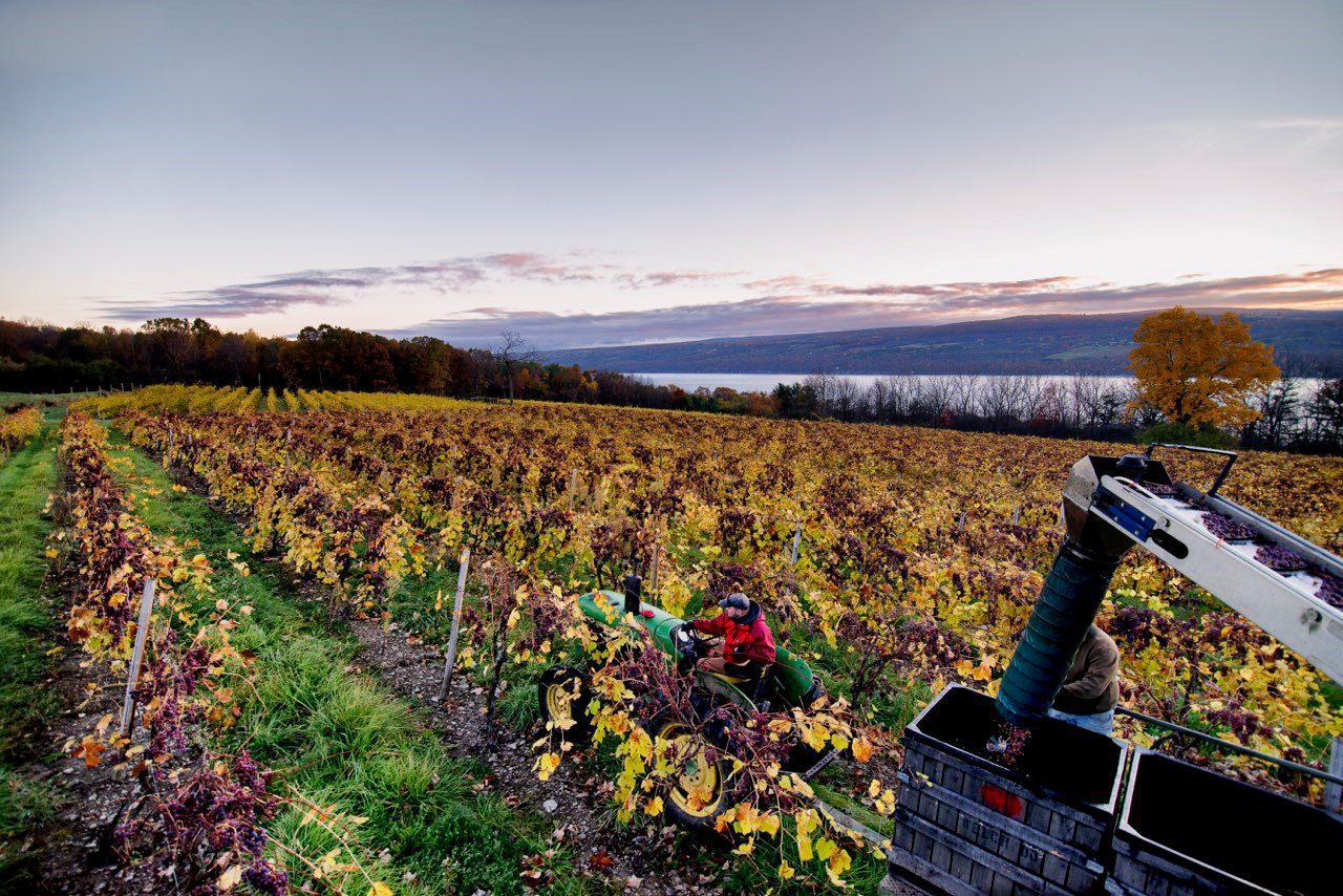 Man on tractor in vineyards