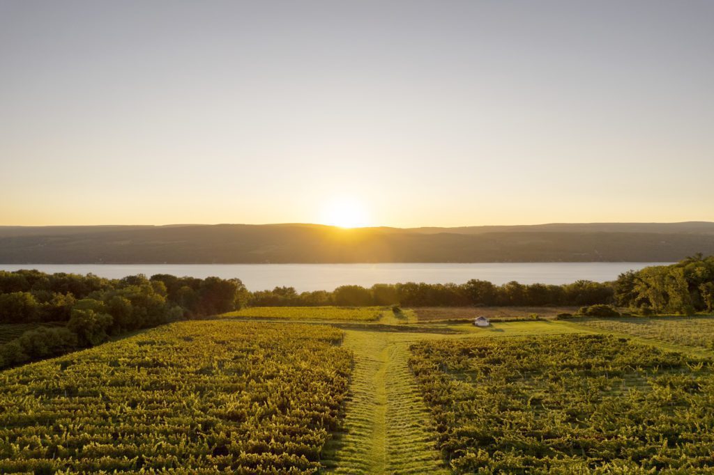 Vineyard overlooking Seneca Lake