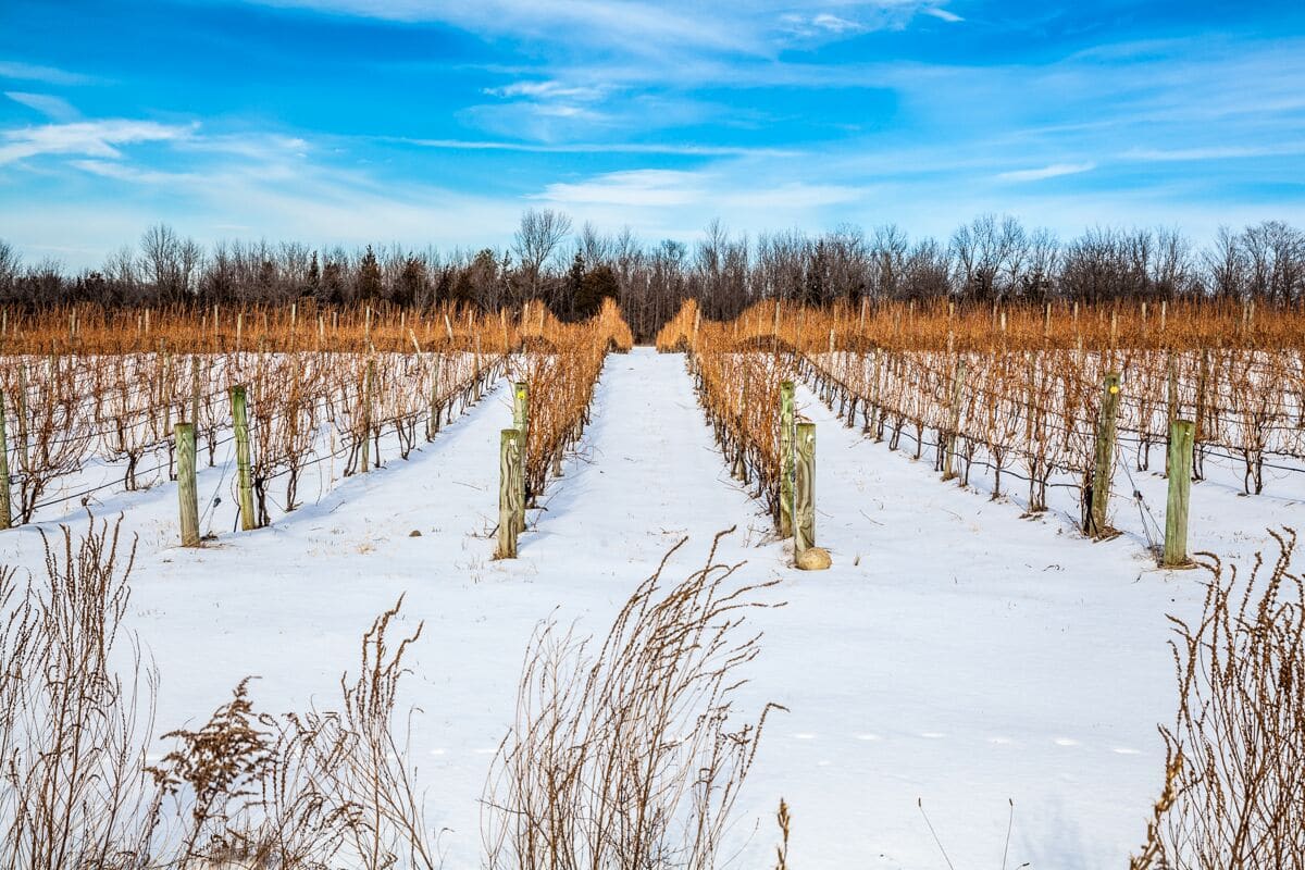 Snowy vineyards