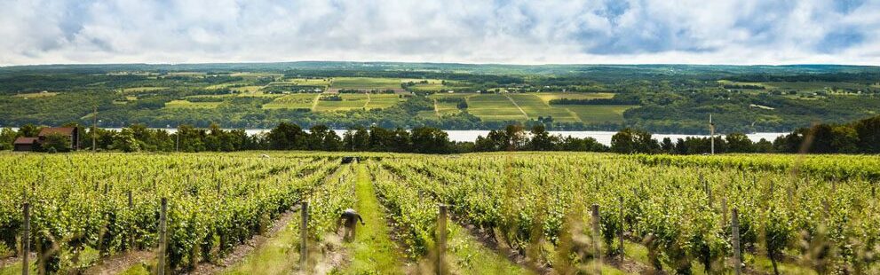 Seneca Lake vineyards overlooking the lake
