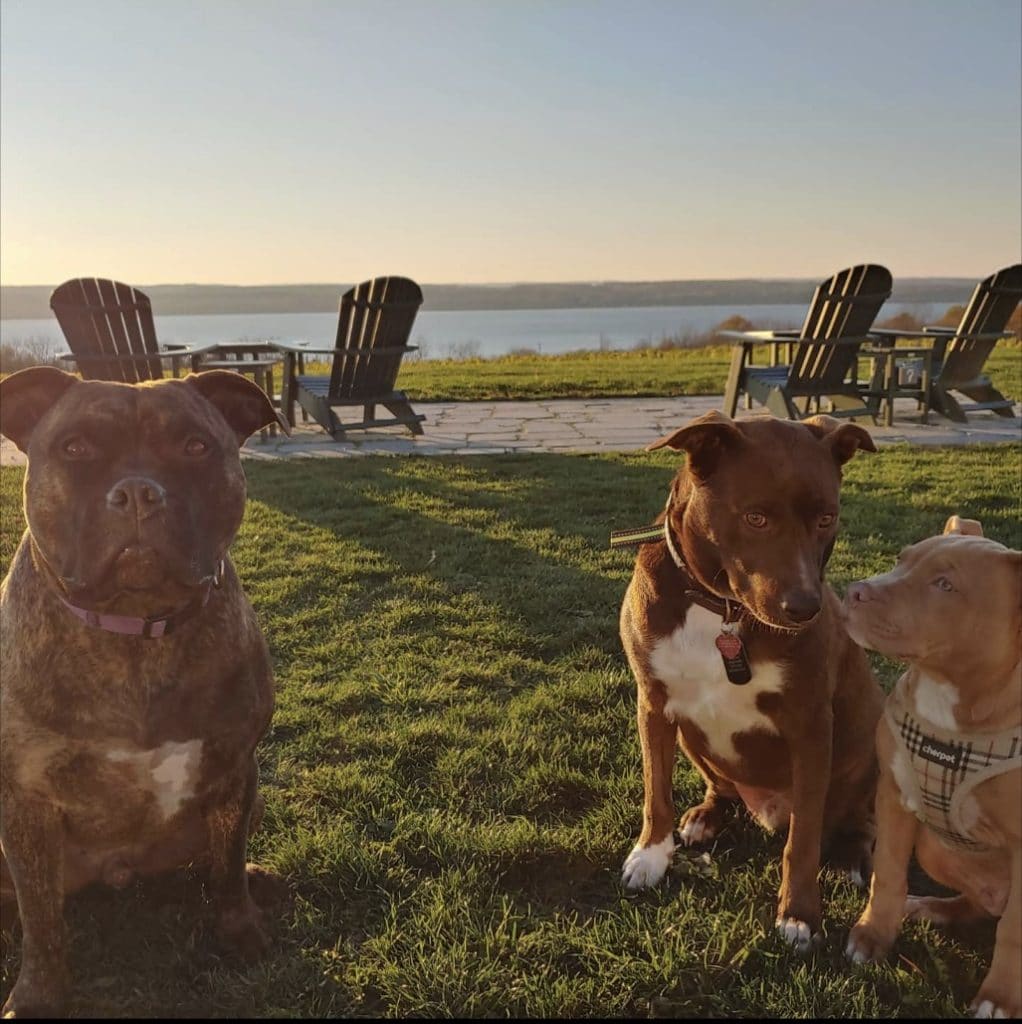 Dog Friendly Wineries Seneca Lake Wine Trail