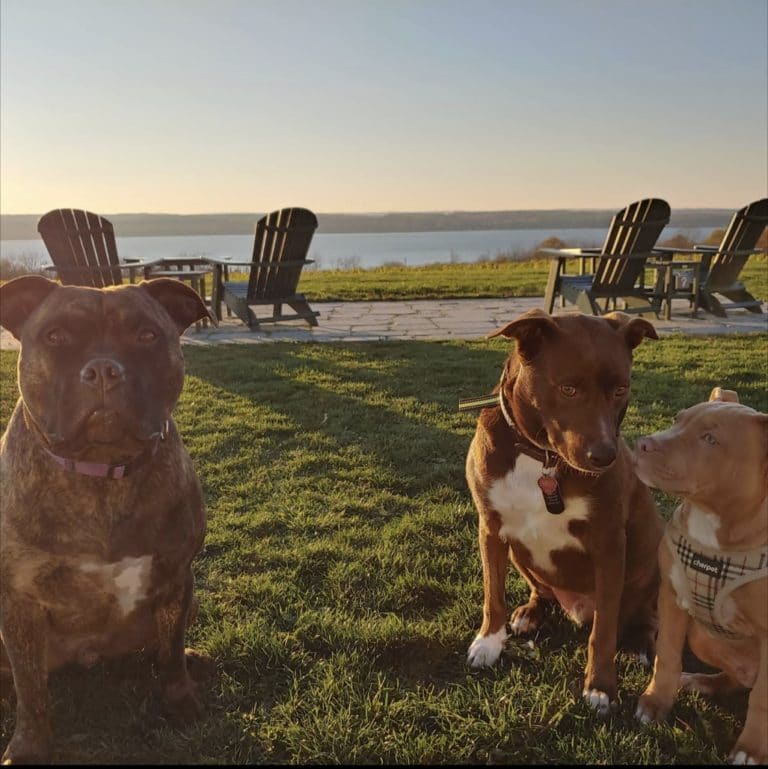 Dog Friendly Wineries Seneca Lake Wine Trail