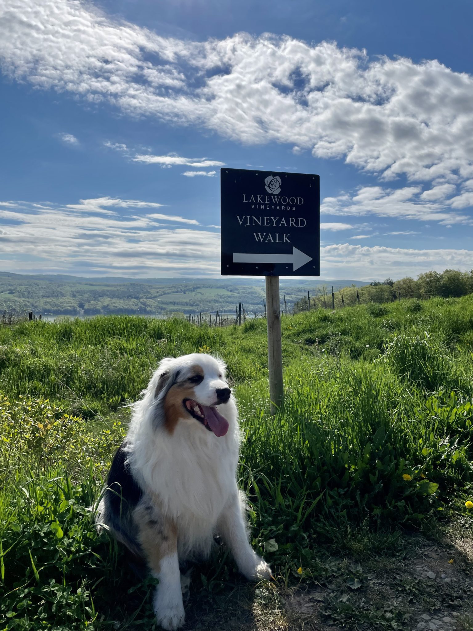 Dog Friendly Wineries Seneca Lake Wine Trail