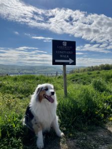 Dog sitting in front of Vineyard Hike sign at Lakewood Vineyards