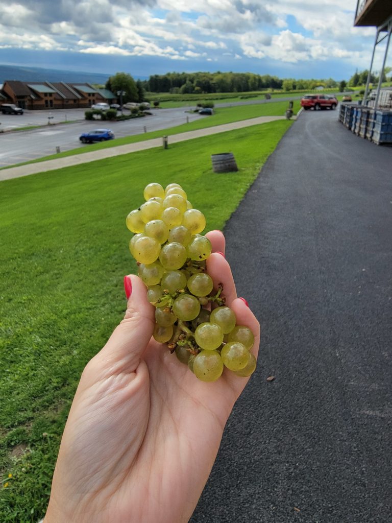 Green grapes at Glenora