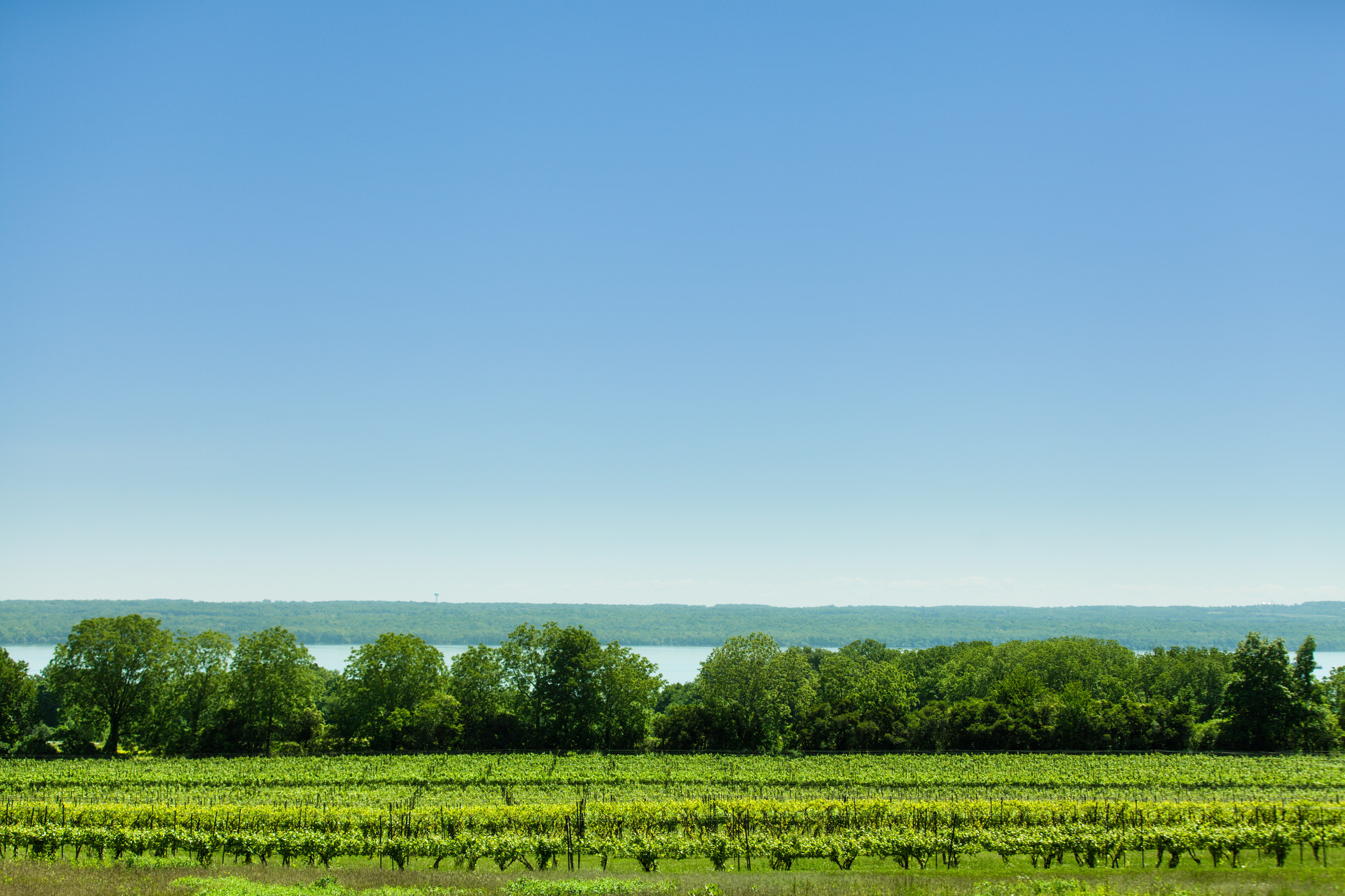 Anthony Road vineyards summer