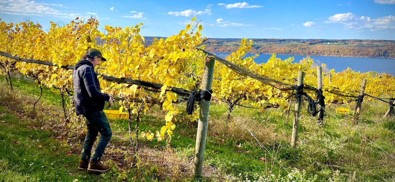 Red Newt Vineyards overlooking Seneca Lake. Vibrant yellow grape leaves in the fall with beautiful blue lake in the background.