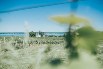 Fox Run Vineyards