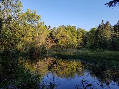 Pond surrounded by trees in the Finger Lakes National Forest