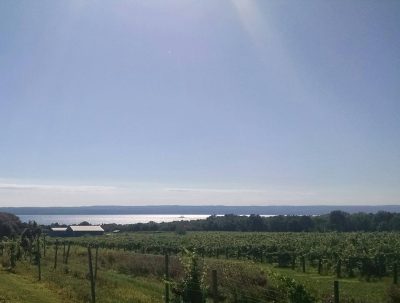 Vineyard with lake in the background blue sky view at Seneca Shore Wine Cellars