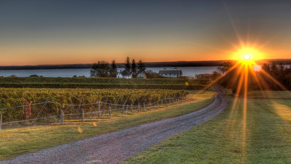 Sunrise looking over the vineyards