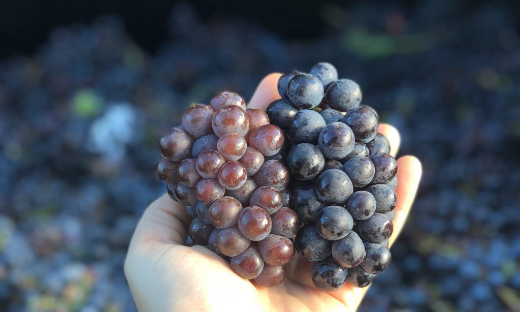 Red and purple grape clusters in hand