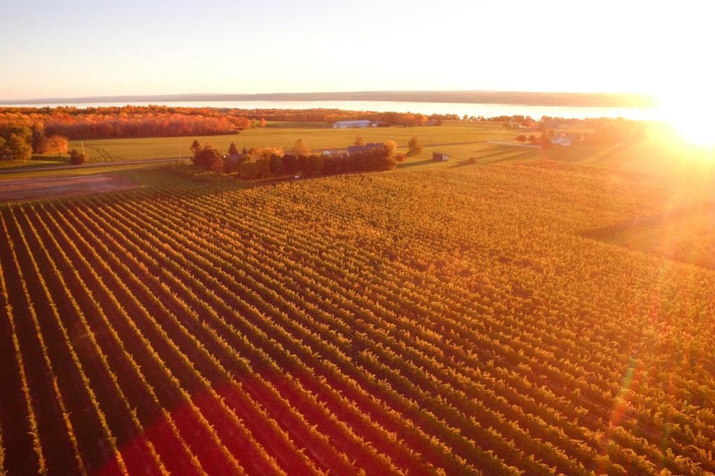 Three Brothers vineyard overlooking Seneca Lake