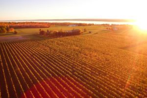 Three Brothers vineyard overlooking Seneca Lake